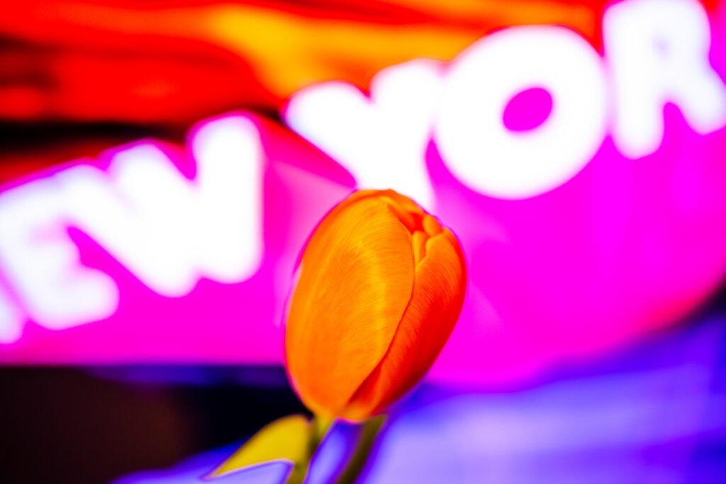 Zakupy w Netto – przewodnik po promocjach i programach